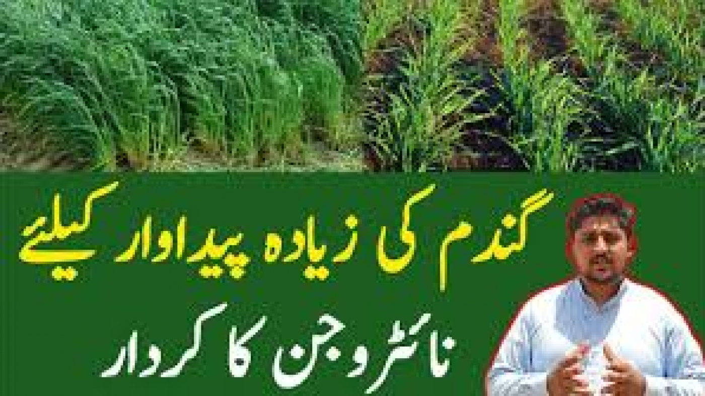 Nitrogen-usage-in-wheat-cultivation-1