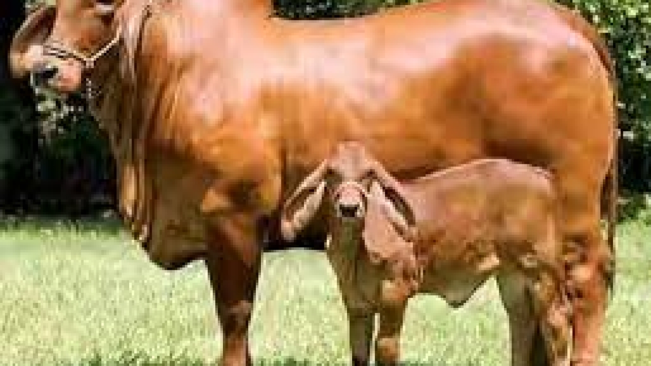Pure-Sahiwal-Cow