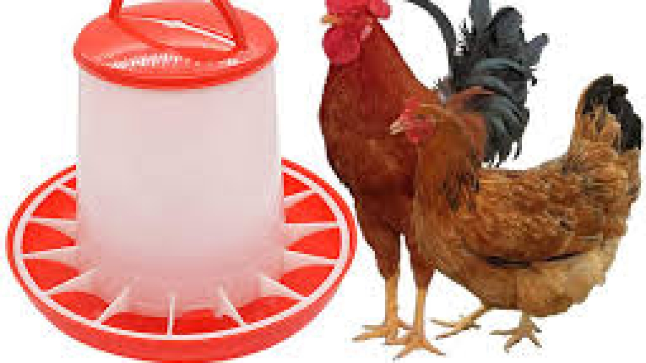 poultry-feeder
